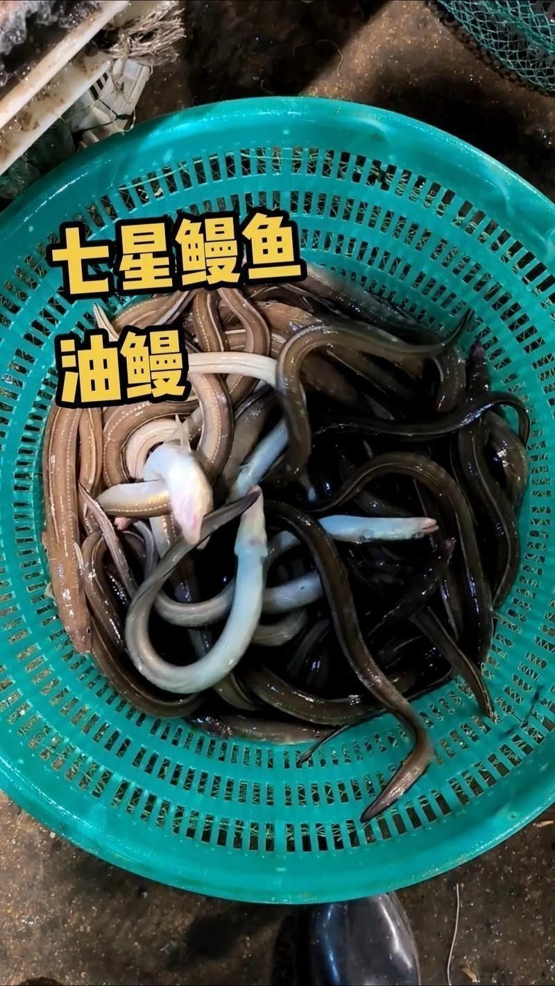 鰻魚去刺圖解