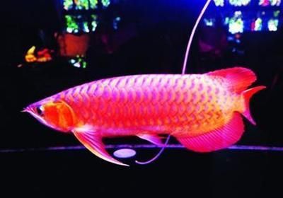 防止金龍魚掉眼