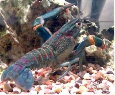 澳洲淡水龍蝦能在魚缸養嗎：澳洲淡水龍蝦可以養在魚缸中嗎？