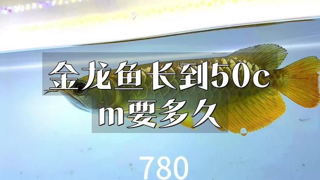 金龍魚生長周期