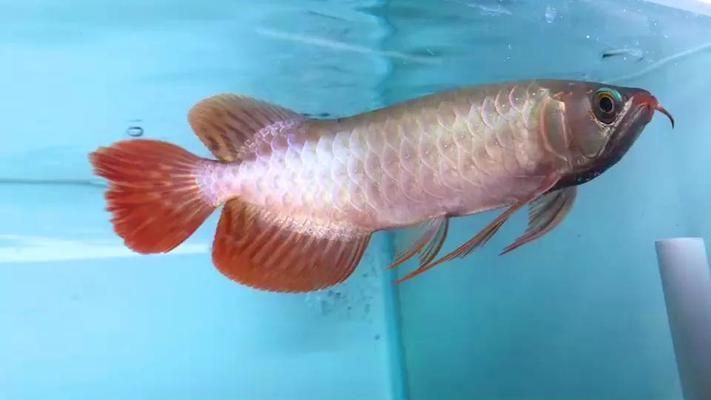 龍魚的顏色和燈光有關系嗎為什么不能養呢：為什么不能養龍魚？