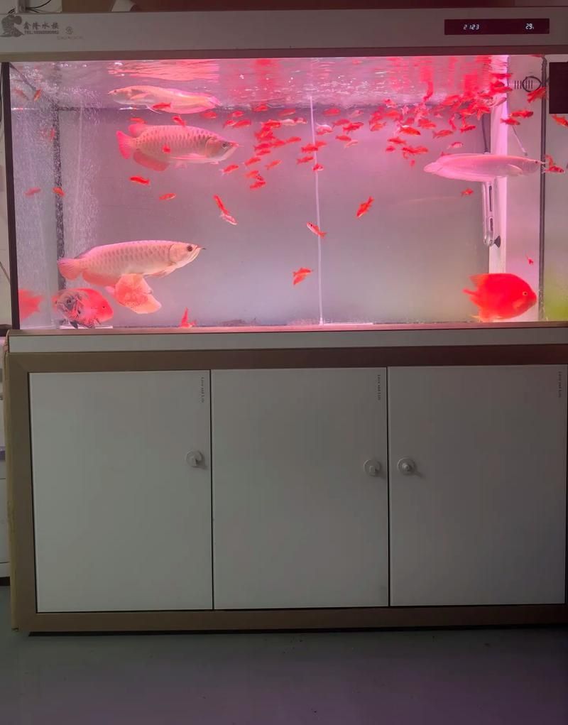 能提供一張龍魚缸擺放風水圖嗎？