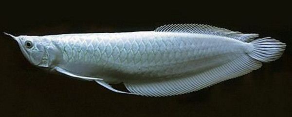 龍魚魚鱗松動是什么原因：龍魚魚鱗松動是什么原因導致的