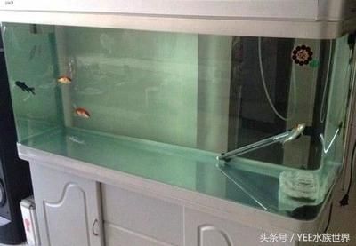 魚缸里面的魚總是死（如何正確調(diào)節(jié)魚缸水溫）