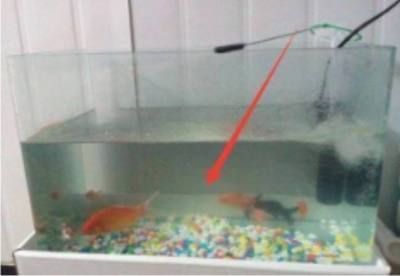魚缸里面的魚總是死（如何正確調(diào)節(jié)魚缸水溫）