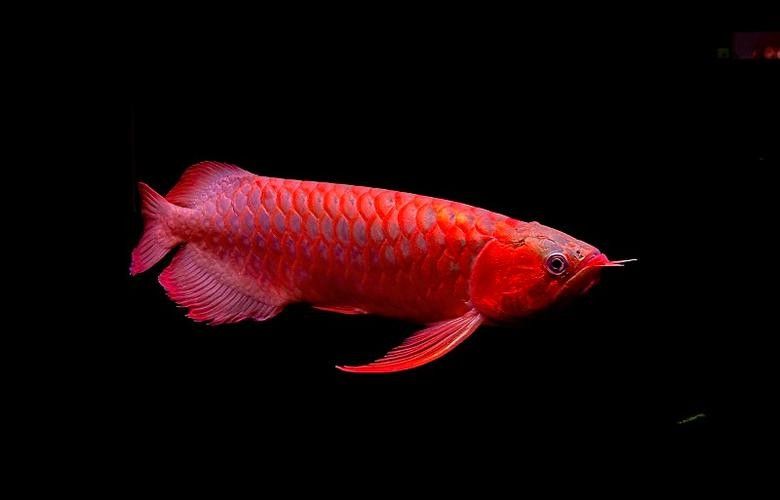 龍魚圖片 頭像大全集