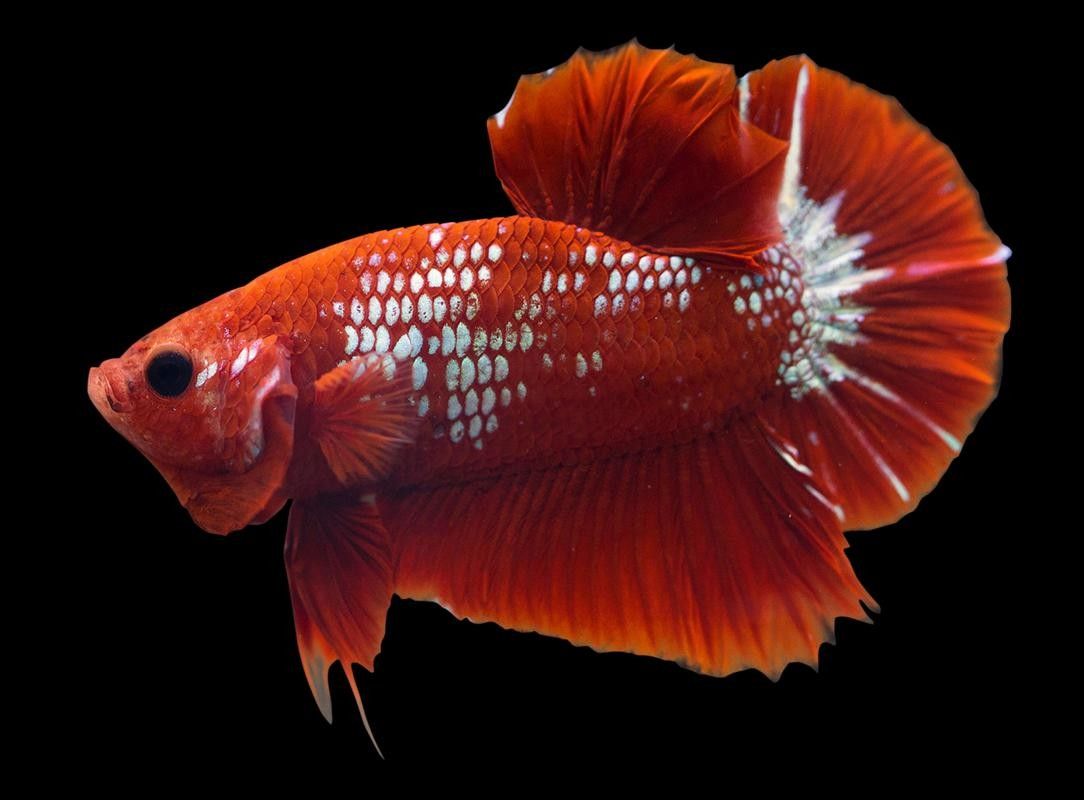 龍魚圖片 頭像大全集