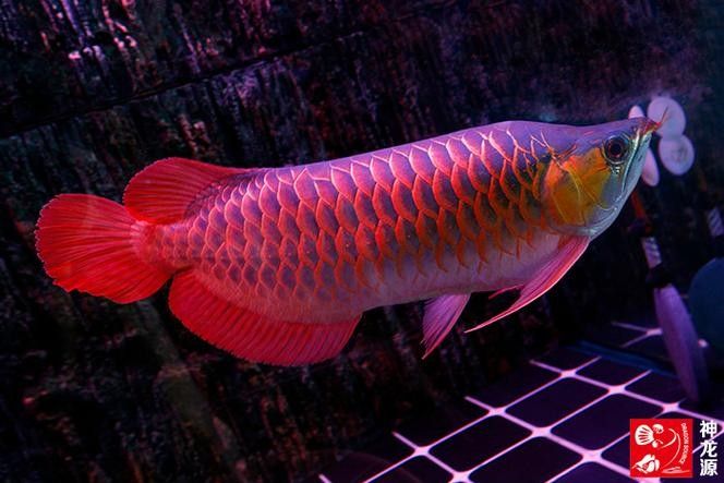 龍魚圖片 頭像大全集