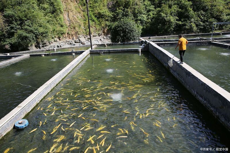 魚塘缺氧浮頭急救方法 龍魚百科 第1張 魚塘缺氧浮頭急救方法 魚塘缺氧浮頭急救方法 龍魚百科 第1張