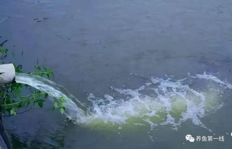 魚塘缺氧浮頭急救方法 龍魚百科 第5張 魚塘缺氧浮頭急救方法 魚塘缺氧浮頭急救方法 龍魚百科 第5張
