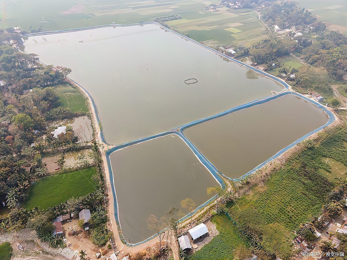 魚塘缺氧浮頭急救方法 龍魚百科 第3張 魚塘缺氧浮頭急救方法 魚塘缺氧浮頭急救方法 龍魚百科 第3張