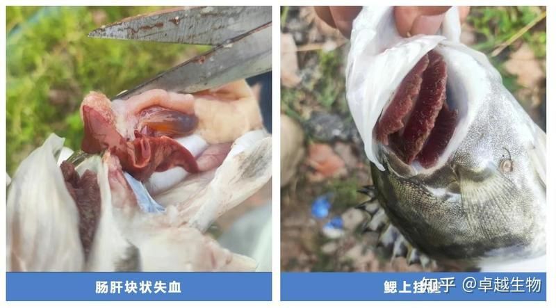 魚塘缺氧浮頭急救方法 龍魚百科 第7張 魚塘缺氧浮頭急救方法 魚塘缺氧浮頭急救方法 龍魚百科 第7張