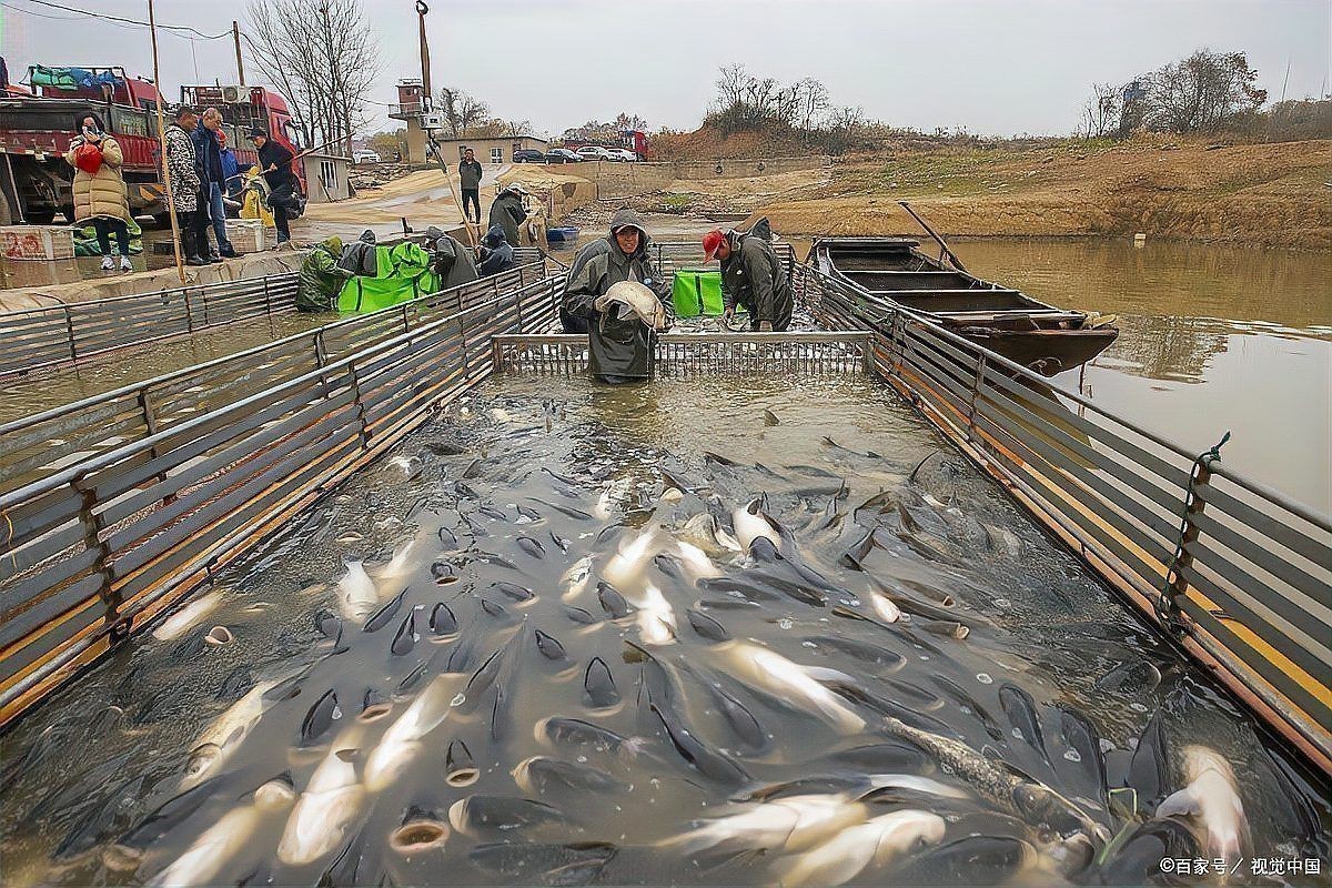 魚塘缺氧浮頭急救方法 龍魚百科 第12張 魚塘缺氧浮頭急救方法 魚塘缺氧浮頭急救方法 龍魚百科 第12張