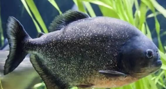黑影道人魚食物鏈位置，黑影道人魚在海洋生態(tài)系統(tǒng)中扮演著重要角色其食物鏈位置