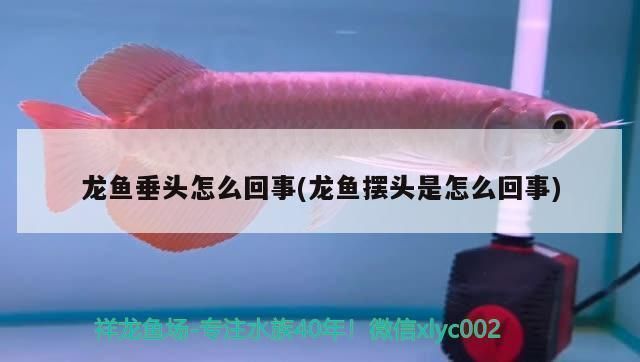 金龍魚比招財魚少24條