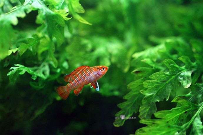 火焰變色龍魚會不會變色【【火焰變色龍魚的飼養變色條件】】