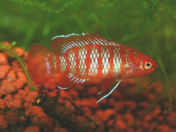 火焰變色龍魚會不會變色【【火焰變色龍魚的飼養變色條件】】