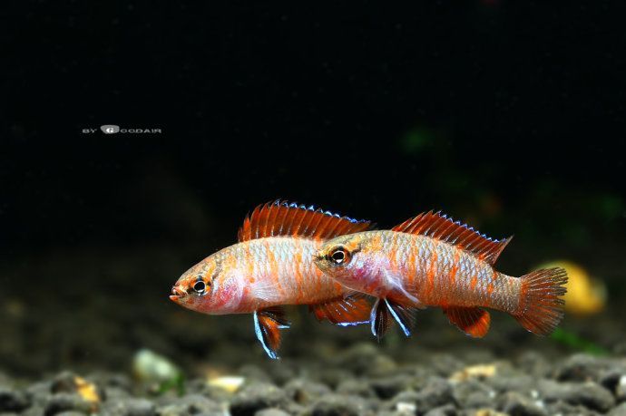 火焰變色龍魚會不會變色【【火焰變色龍魚的飼養變色條件】】