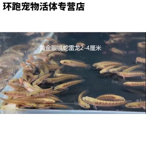 鬼王雷龍魚苗