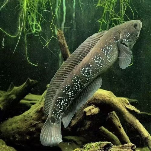 鬼王雷龍魚苗