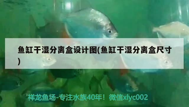 金龍魚(yú)溫度多少合適冬天（金龍魚(yú)冬天適宜水溫的詳細(xì)信息金龍魚(yú)冬季養(yǎng)護(hù)技巧）