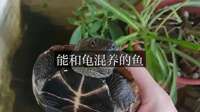 推薦一些適合與龍龜混養的魚類