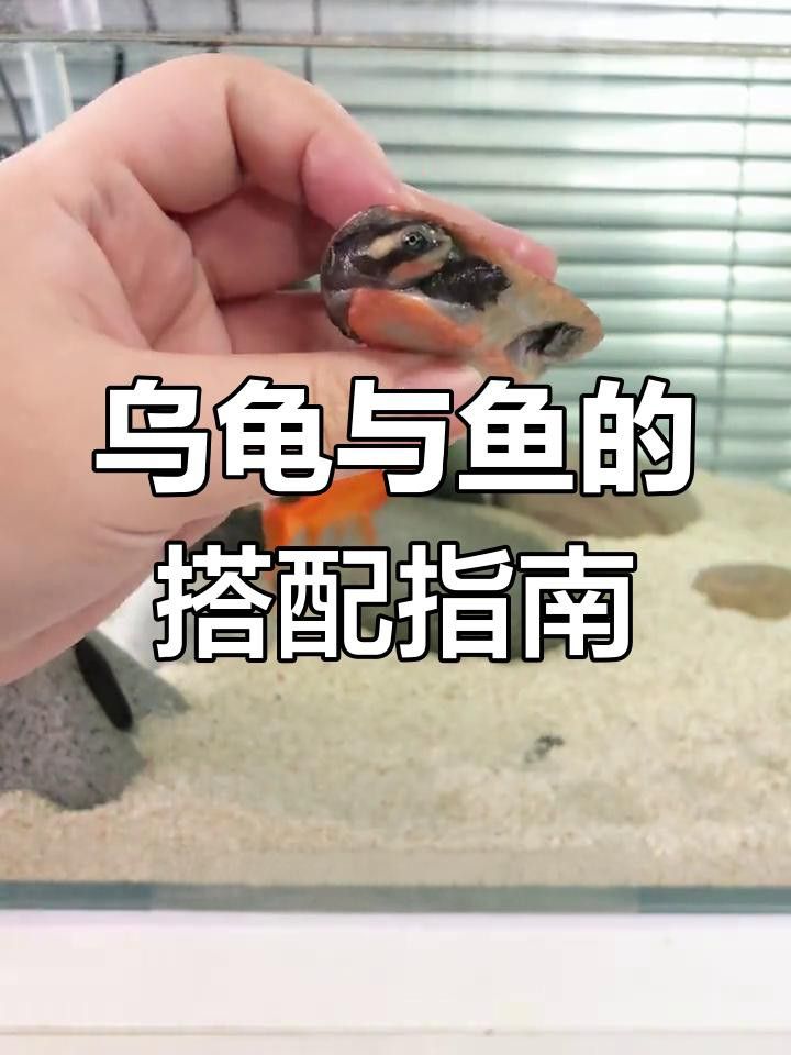 推薦一些適合與龍龜混養的魚類