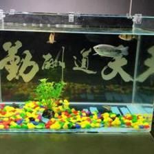 虎皮魚能和曼龍魚混養嗎：虎皮魚和曼龍魚可以混養嗎