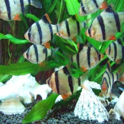 虎皮魚能和曼龍魚混養嗎：虎皮魚和曼龍魚可以混養嗎