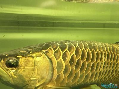 龍魚掉眼最簡單的恢復暗養方法：龍魚掉眼怎么辦