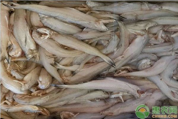 普通龍魚大概多少錢一條：普通龍魚價格大致在幾百元至幾千元至幾千元人民幣一條