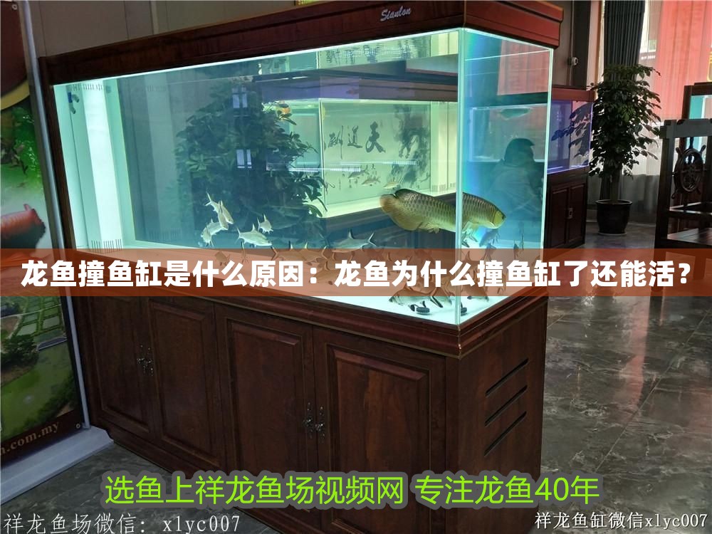 龍魚撞魚缸是什么原因：龍魚為什么撞魚缸了還能活？