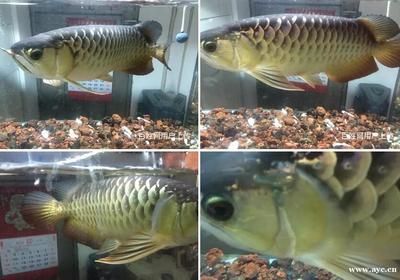 寵物金龍魚（養護金龍魚，掌握這兩點，魚兒體色更完美）