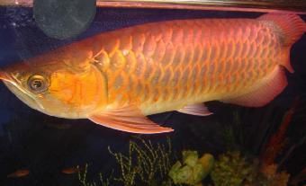 金龍魚養大需要多久：金龍魚的養殖時間