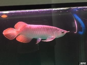 金龍魚養大需要多久：金龍魚的養殖時間