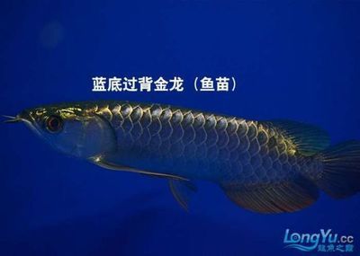 金龍魚苗怎么選種：挑選金龍魚苗時應注意以下幾個關鍵步驟和注意事項 金龍魚苗怎么選種：挑選金龍魚苗時應注意以下幾個關鍵步驟和注意事項 龍魚百科 第3張