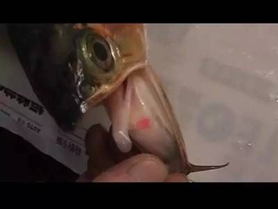 龍魚嘴巴爛了：如何判斷龍魚爛嘴的原因