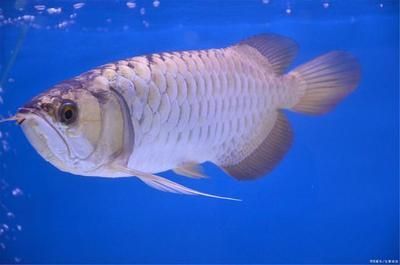 龍魚爬鱗需要多久（過背金龍魚的爬背過程通常需要3年左右的時(shí)間才能結(jié)束）