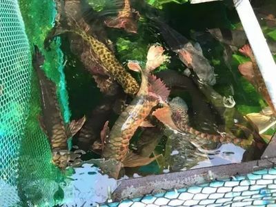 龍魚爬鱗需要多久（過背金龍魚的爬背過程通常需要3年左右的時(shí)間才能結(jié)束）