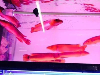 胭脂孔雀龍魚過背過程圖片：胭脂孔雀龍魚混養成功案例分析胭脂孔雀龍魚混養成功案例