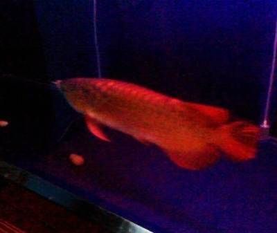 金龍?jiān)趺纯词遣皇沁^(guò)背