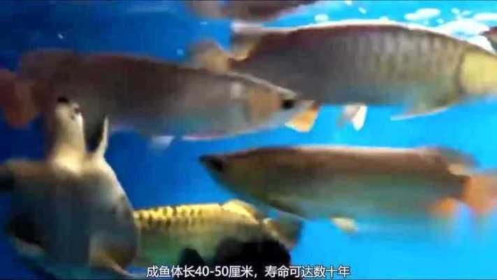 金龍魚兇猛嗎（金龍魚在自然界中具有強烈的捕食能力和潛在的危險性）