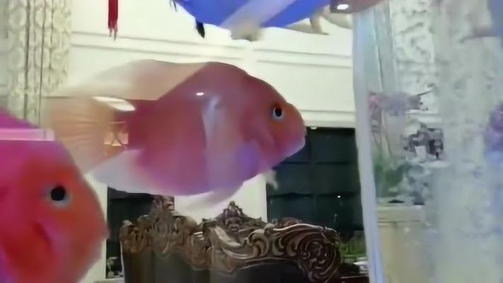 金龍魚兇猛嗎（金龍魚在自然界中具有強烈的捕食能力和潛在的危險性）