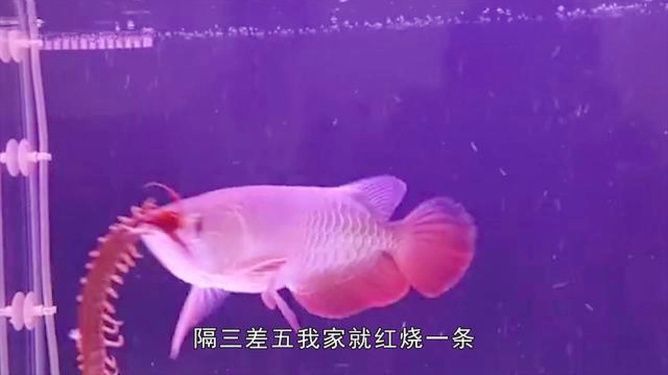 金龍魚兇猛嗎（金龍魚在自然界中具有強烈的捕食能力和潛在的危險性）