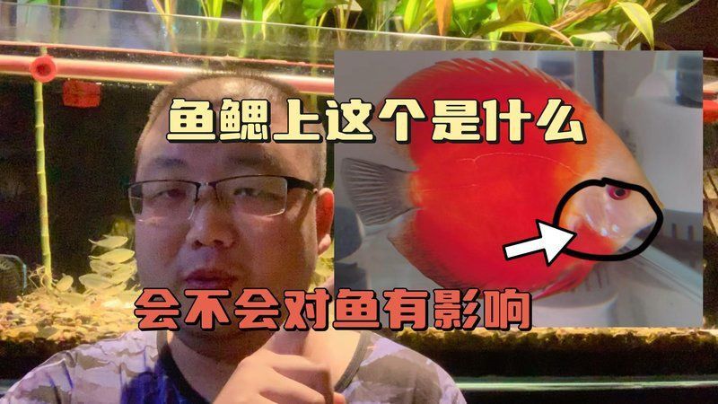 龍魚鰓蓋小洞會自愈嗎？