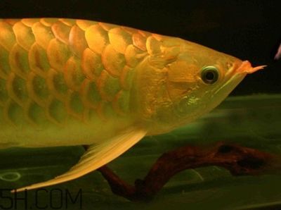 金龍魚可以兩只一起養(yǎng)嗎，金龍魚可以一起養(yǎng)嗎