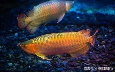 金龍魚可以兩只一起養(yǎng)嗎，金龍魚可以一起養(yǎng)嗎
