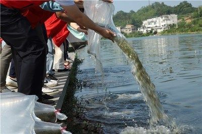 水龍魚(yú)是什么魚(yú)：水龍魚(yú)是什么魚(yú)？揭秘這種神秘水族生物