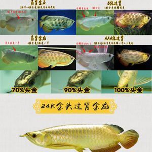 金龍魚24k什么意思【24k金龍魚是什么意思？】