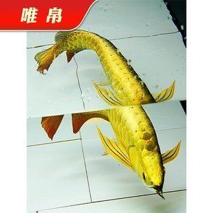 金龍魚24k什么意思【24k金龍魚是什么意思？】
